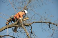 Capalaba Tree Removal image 1